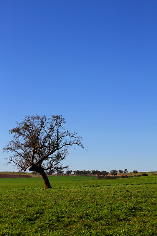 Leaning Tree