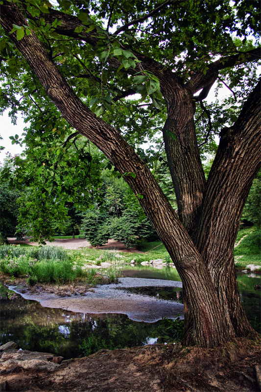 Pond & Tree