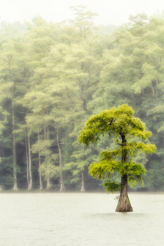 Cypress in the Mist