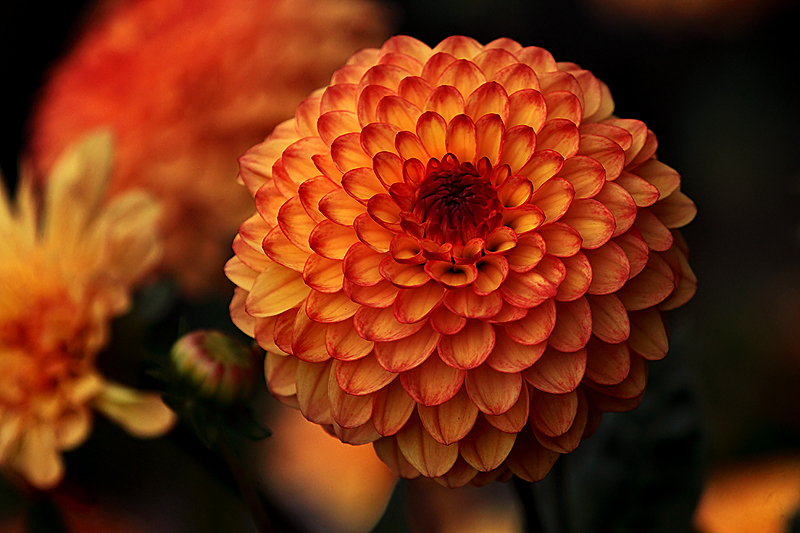 Flora, first on my DPC page?