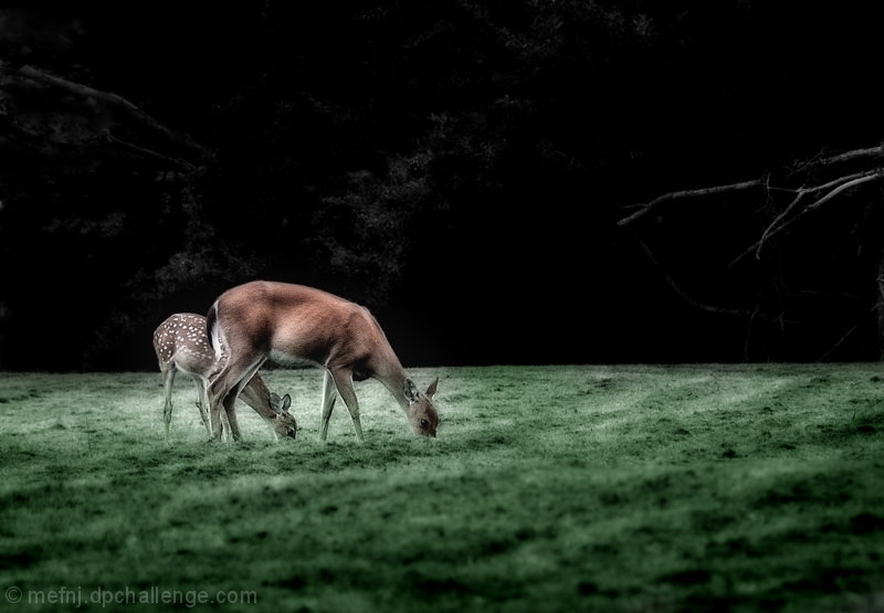 Twilight grazing (a la MaryO)