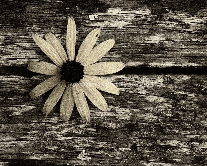 Flower on Wood