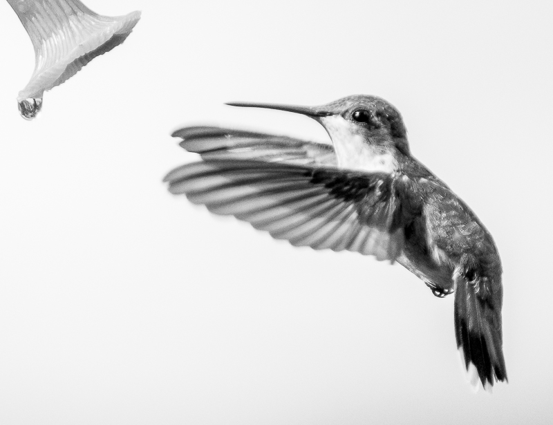 Hummingbird Charcoal Sketch