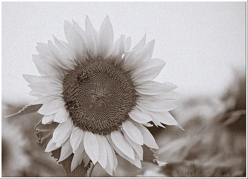 Helianthus annuus