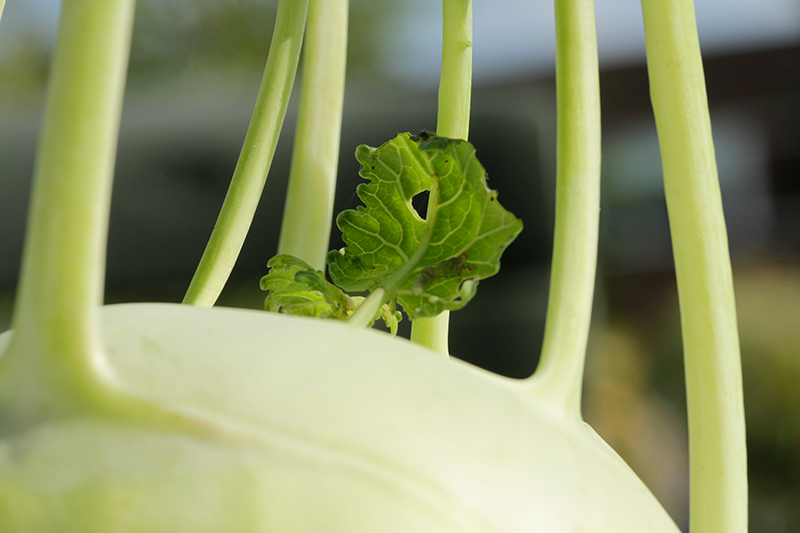 A vegetable world