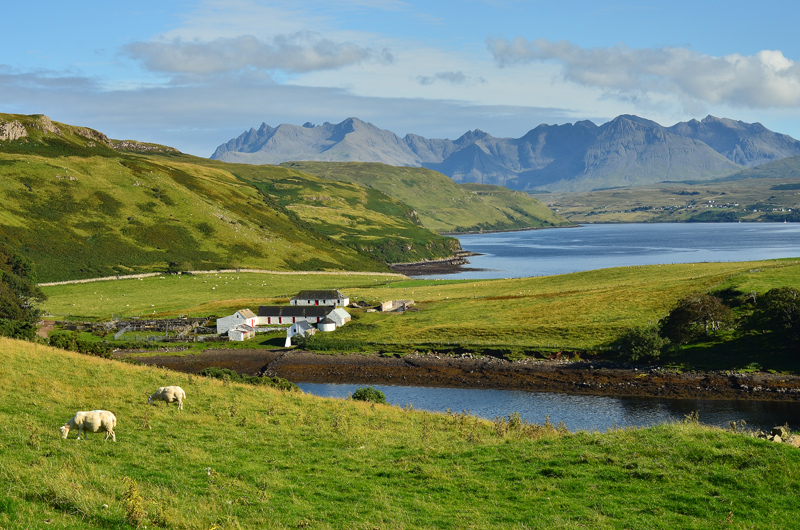 Sheep land