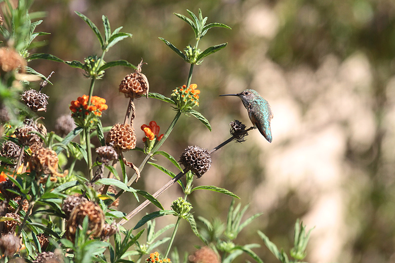 Hummer at rest