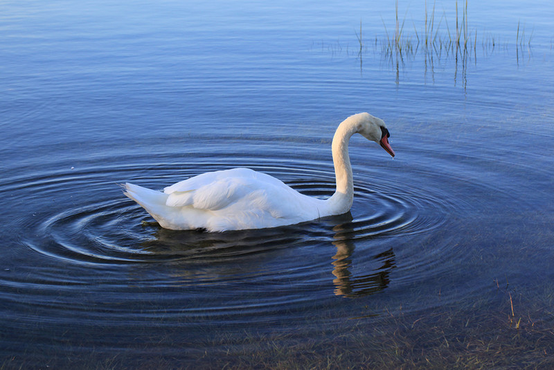 A ripple widening from a single swan / winding around the waters of the world...
