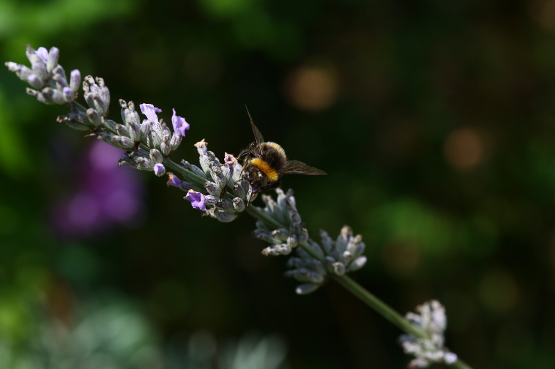 I like Lavender