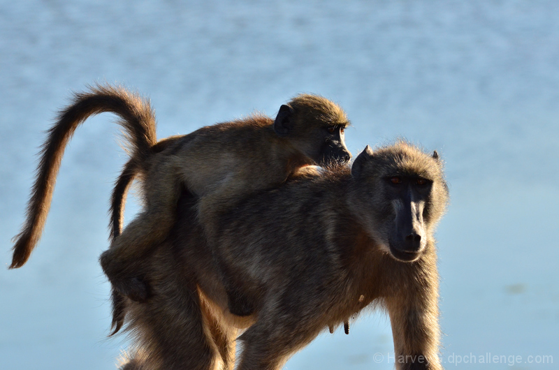 I've got a monkey on my back!