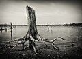 Shoreline