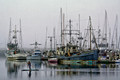 The Fishing Fleet