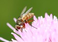 Detail of a Fly