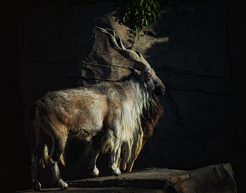  Markhor