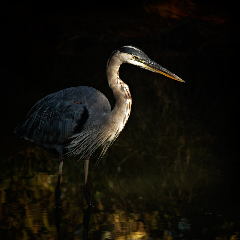 The Great Blue