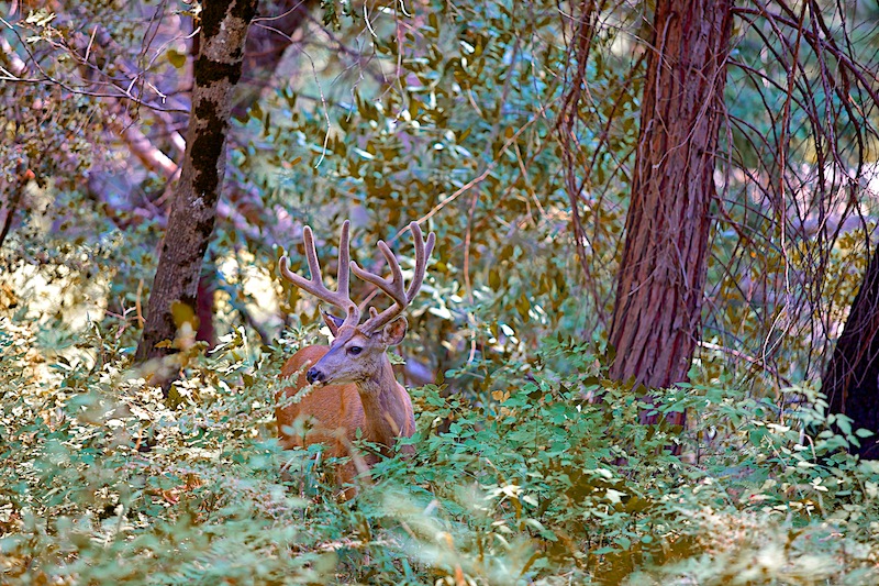 Yosemite Neighbors