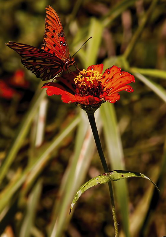 Butterfly and Flower