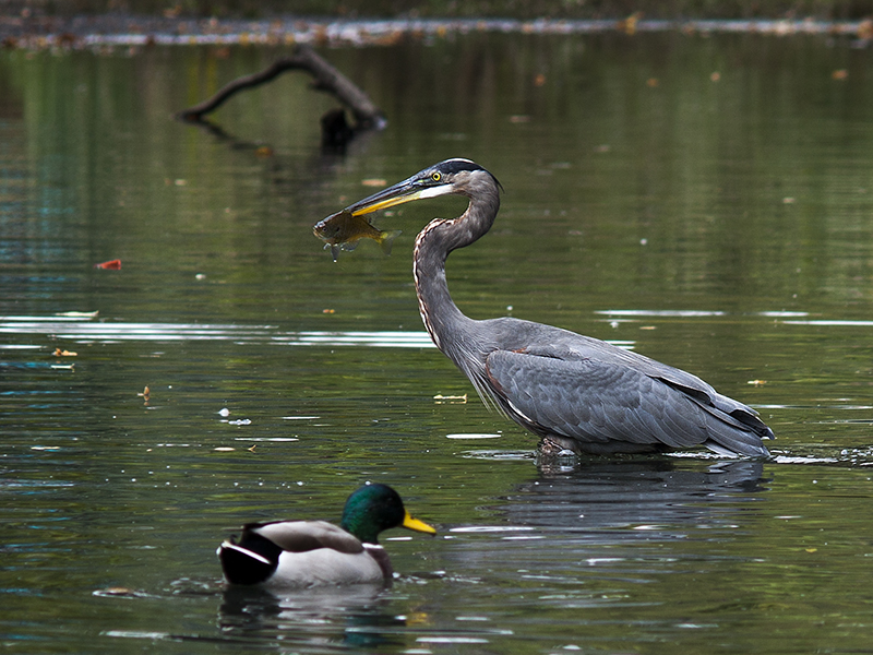 Fishing in the Duck Pond