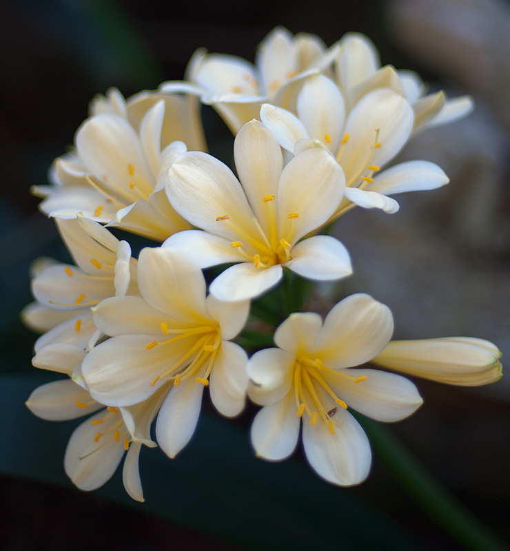 bouquet