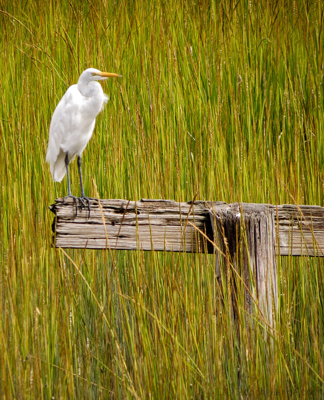 Perched