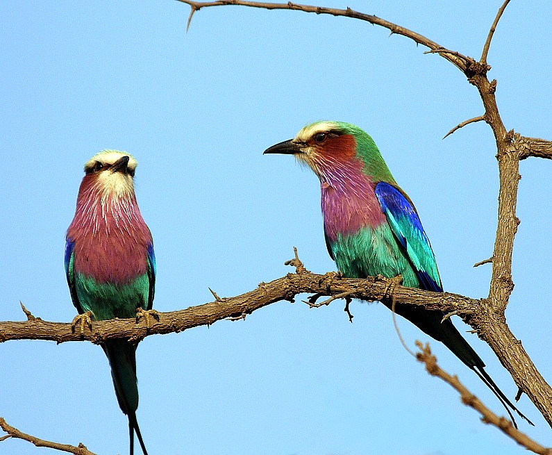 a bird in the hand is better than two in the bush?!