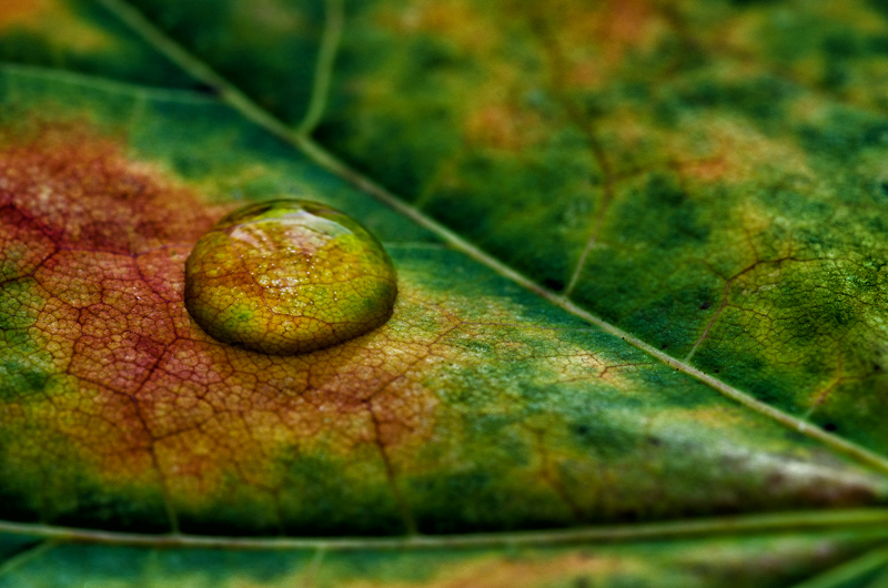 Man's life is like a drop of dew on a leaf - Socrates