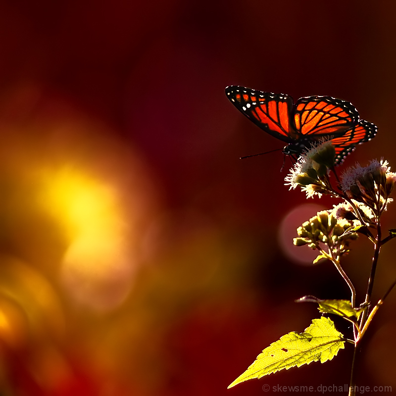 The butterfly counts not months but moments, and has time enough. 