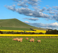 Golden Canola and Red-Soiled Sheep