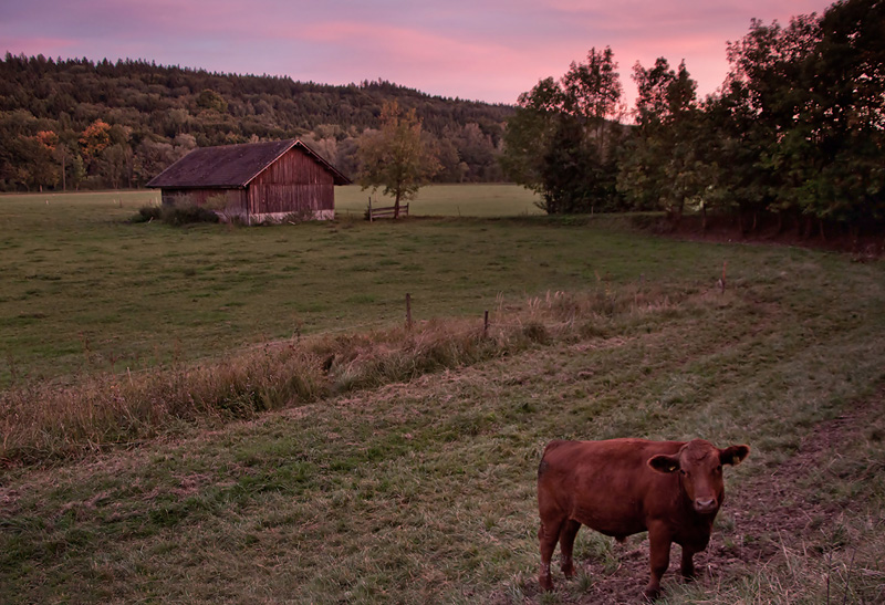 Beware of the - cow!