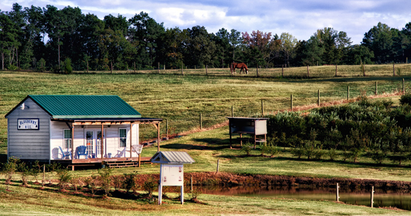 Blueberry Hill