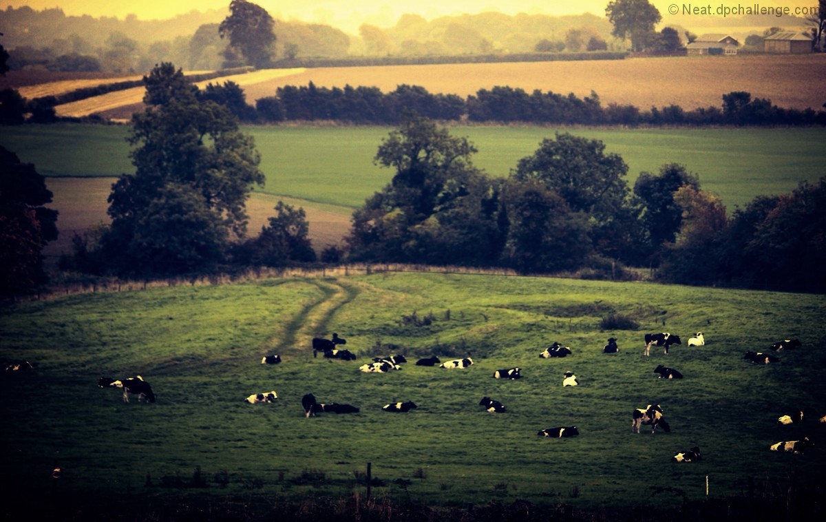 Cow Serenity