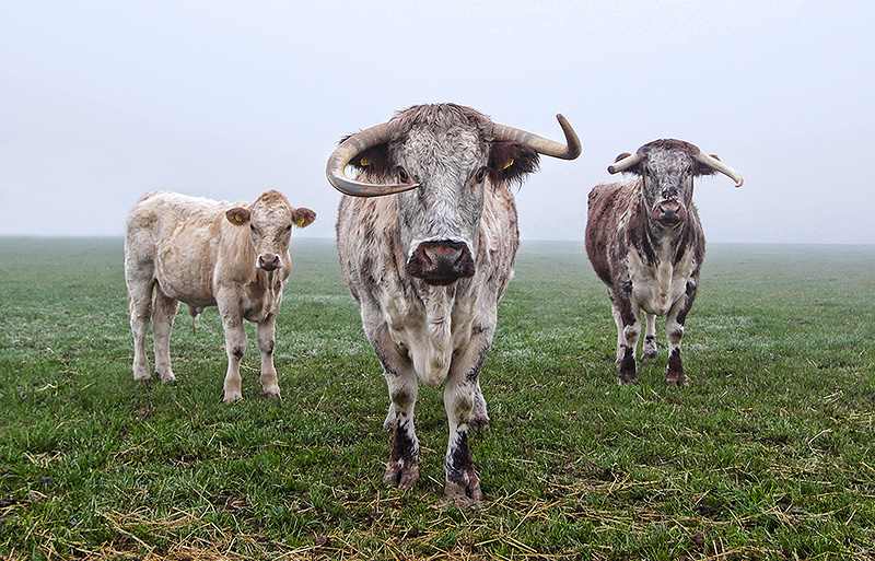 English Longhorns