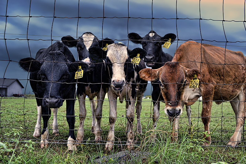 More Cows Than People