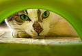 Mousie - Mousie where are you ?