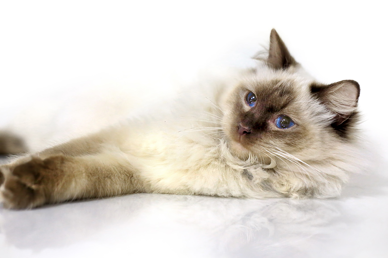 Felinicity