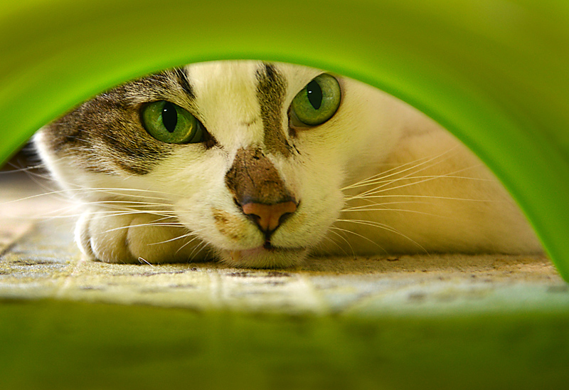 Mousie - Mousie where are you ?