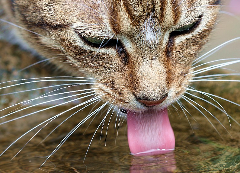 quenching her thirst