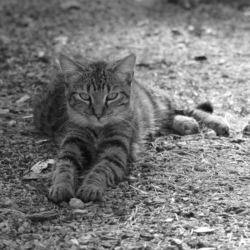  Grandma's Farm Cat