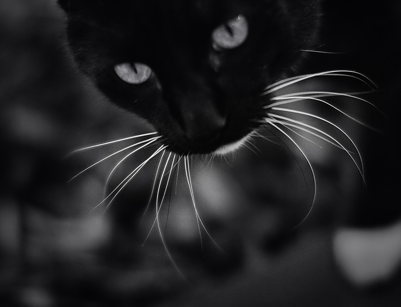 Whiskers