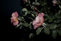 Pink Roses
