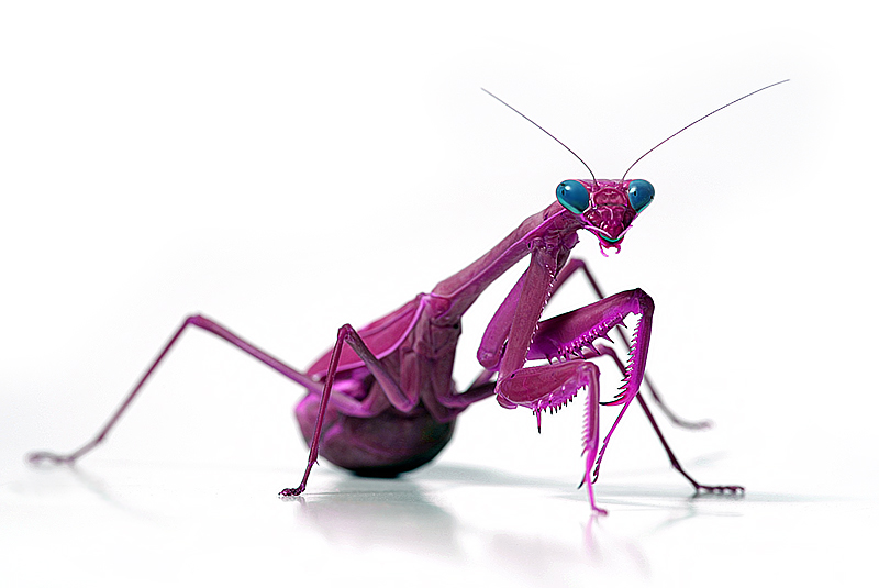 Malaysian Berry Mantis