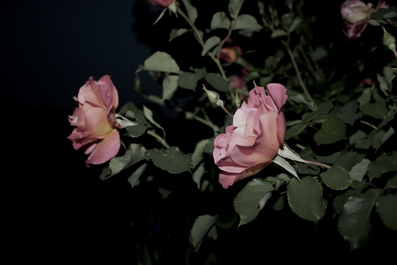 Pink Roses