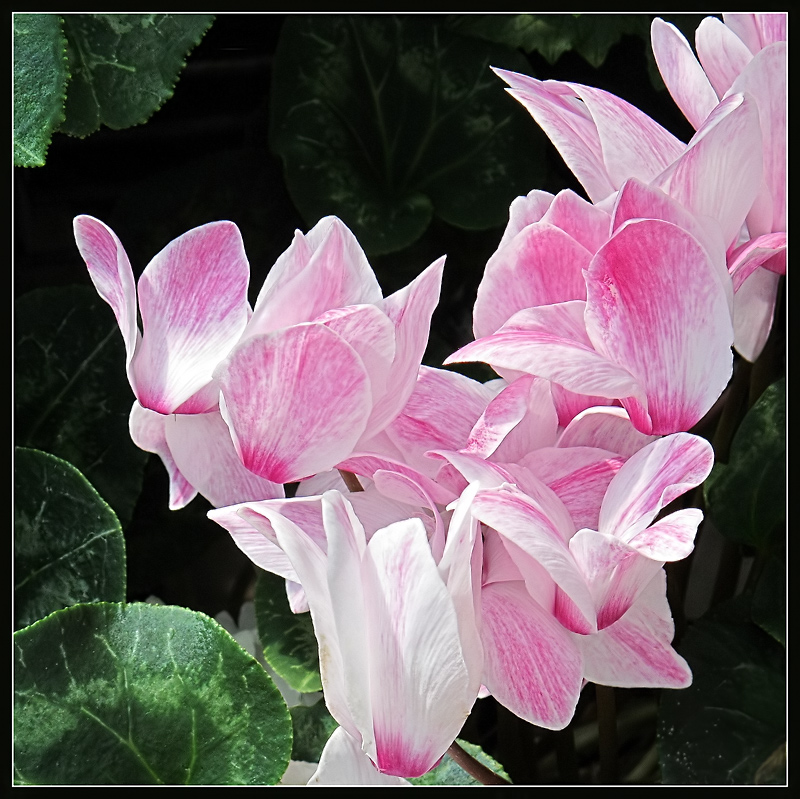 Cyclamen