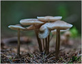 Autumn...the beginning of new life in the forest