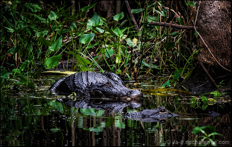 Not ONE but TWO Alligators ~ In the Beginning & End