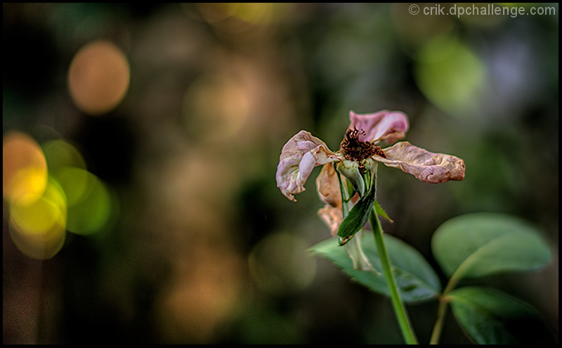 Goodbye Summer Rose