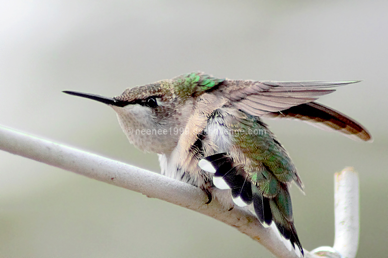 Shake Your Tail Feathers