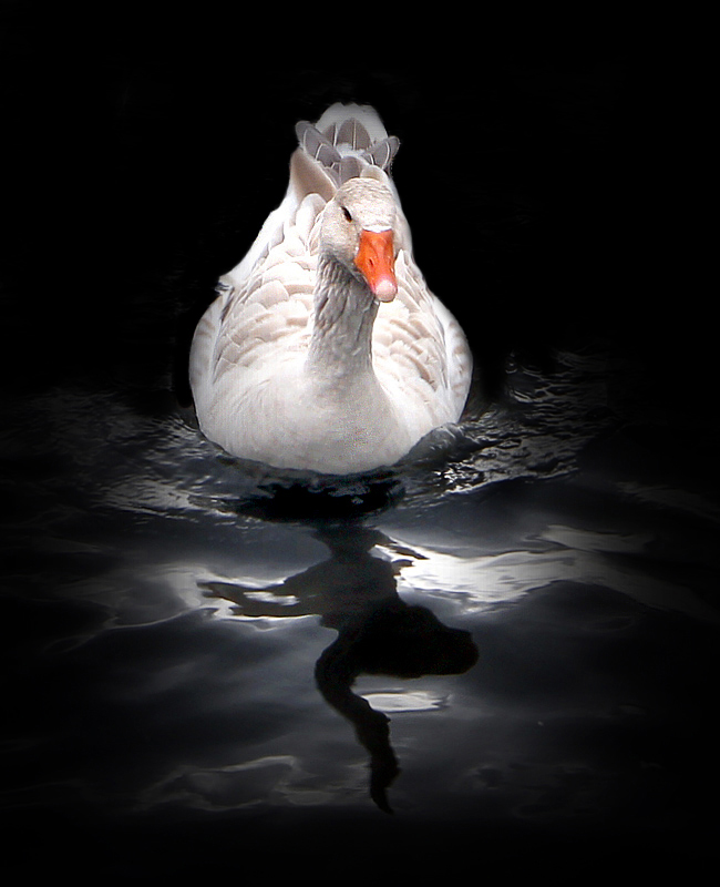 Mystic Greylag