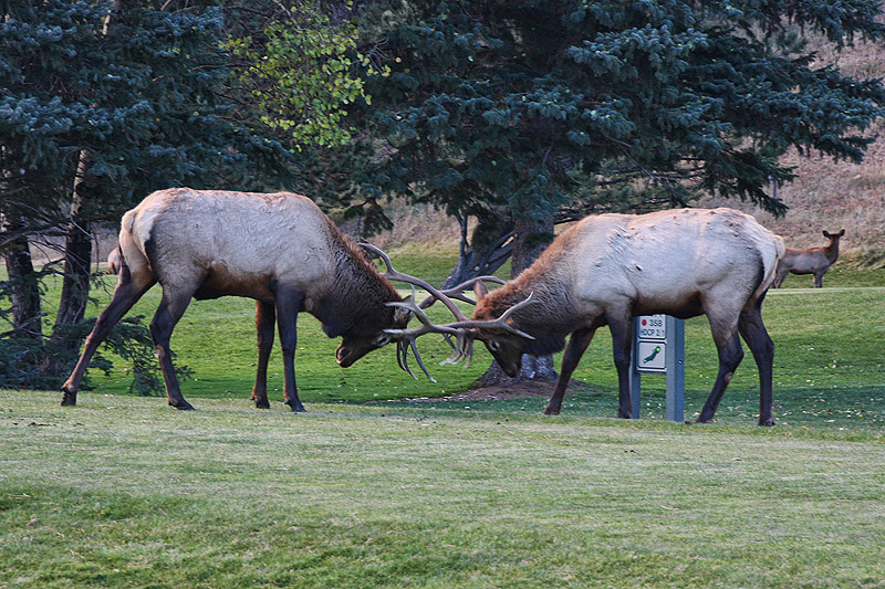 Bull elk fighting on the golf course