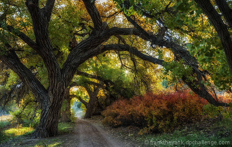Autumn in the Cottonwoods